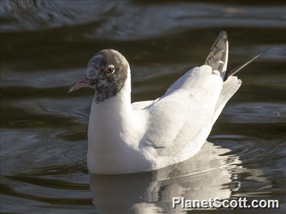 Black-headed Gull (Chroicocephalus ridibundus)