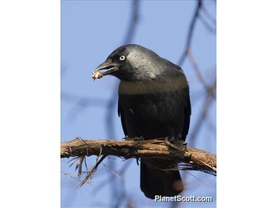 Eurasian Jackdaw (Coloeus monedula)