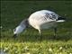 Snow Goose (Anser caerulescens)