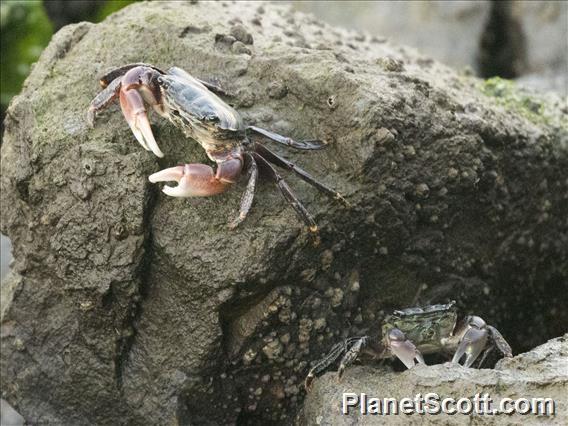 Lined Shore Crab (Pachygrapsus crassipes)