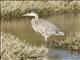 Great Blue Heron (Ardea herodias)