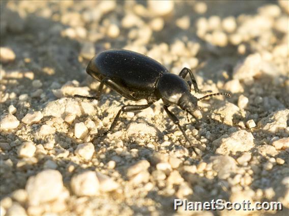 California Broad-necked Darkling Beetle (Coelocnemis dilaticollis)