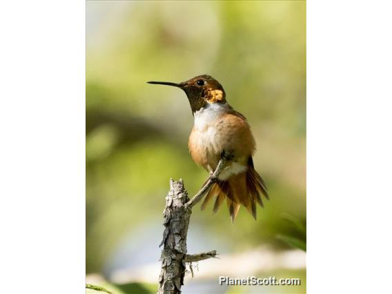 Allen's Hummingbird (Selasphorus sasin)