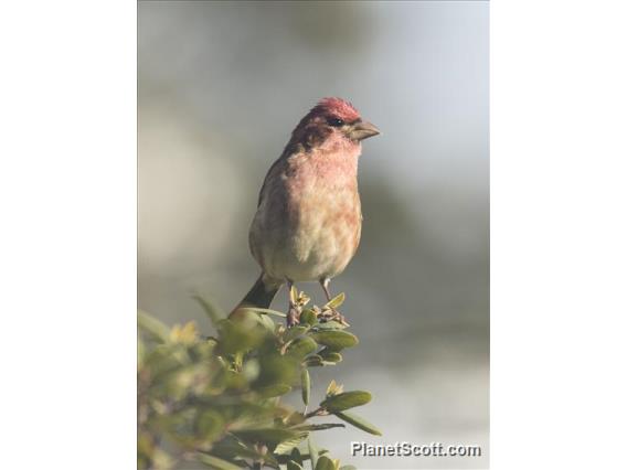 Purple Finch (Haemorhous purpureus)