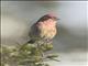 Purple Finch (Haemorhous purpureus)