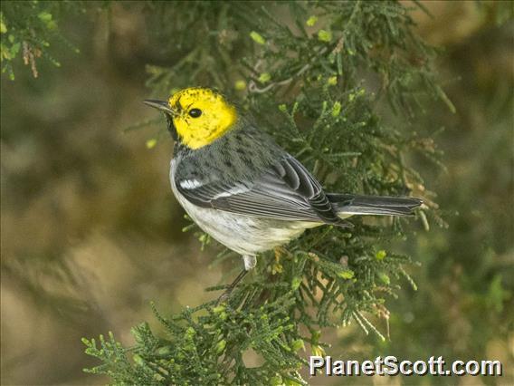 Hermit Warbler (Setophaga occidentalis)