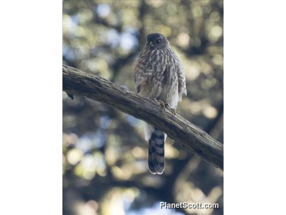 Sharp-shinned Hawk (Accipiter striatus)