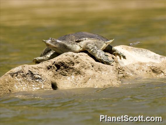 Eastern Spiny Softshell Turtle (Apalone spinifera)