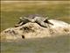 Eastern Spiny Softshell Turtle (Apalone spinifera)