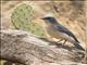 Mexican Jay (Aphelocoma wollweberi)