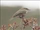 Dusky Flycatcher (Empidonax oberholseri)