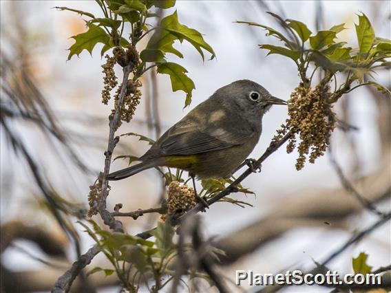 Colima Warbler (Leiothlypis crissalis)