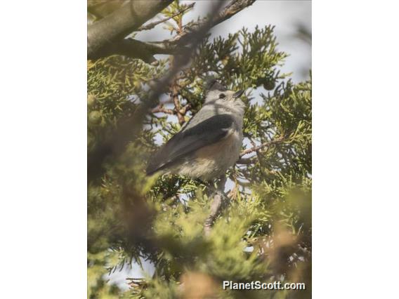 Black-crested Titmouse (Baeolophus atricristatus)