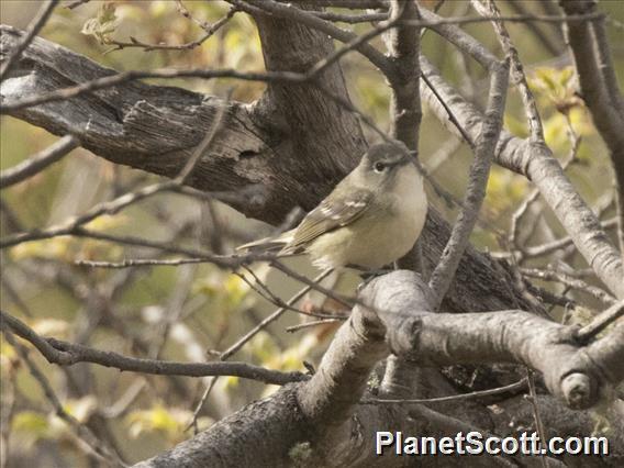 Cassin's Vireo (Vireo cassinii)