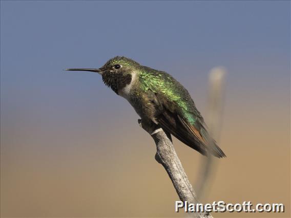 Broad-tailed Hummingbird (Selasphorus platycercus)