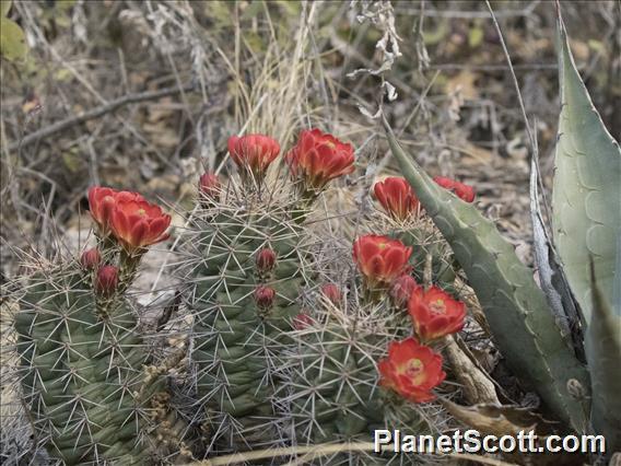 Scarlet Hedgehog Cactus (Echinocereus coccineus)