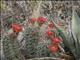 Scarlet Hedgehog Cactus (Echinocereus coccineus)