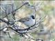 Black-chinned Sparrow (Spizella atrogularis)