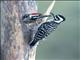 Ladder-backed Woodpecker (Picoides scalaris)