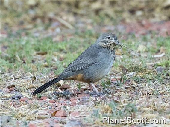 Canyon Towhee (Melozone fusca)