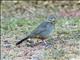 Canyon Towhee (Melozone fusca)