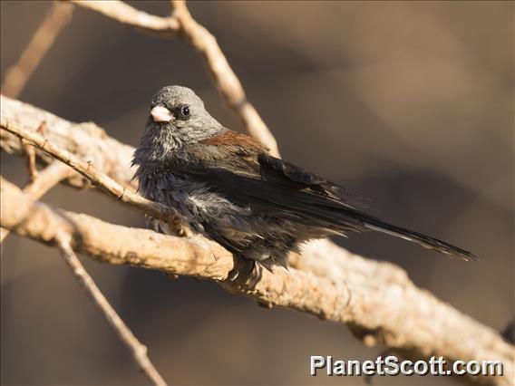 Dark-eyed Junco (Junco hyemalis)