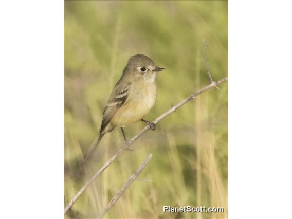 Western Flycatcher (Empidonax difficilis)