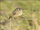 Western Flycatcher (Empidonax difficilis)