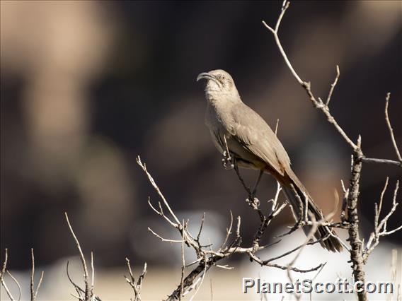 Crissal Thrasher (Toxostoma crissale)