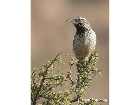 Cactus Wren (Campylorhynchus brunneicapillus)