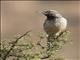 Cactus Wren (Campylorhynchus brunneicapillus)