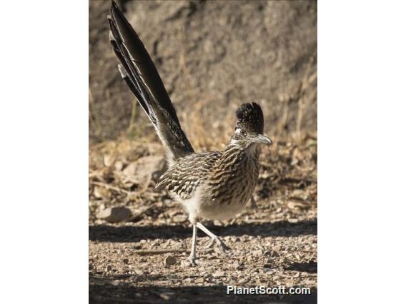 Greater Roadrunner (Geococcyx californianus)