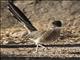 Greater Roadrunner (Geococcyx californianus)