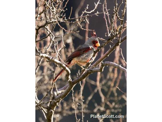 Pyrrhuloxia (Cardinalis sinuatus)