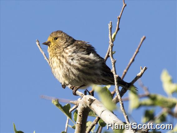 Pine Siskin (Spinus pinus)