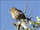 Pine Siskin (Spinus pinus) - Female