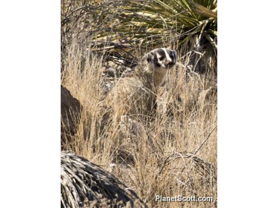 American Badger (Taxidea taxus)