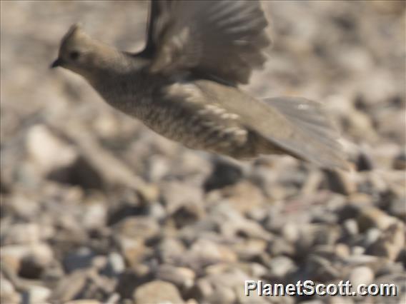 Scaled Quail (Callipepla squamata)