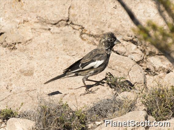 Lark Bunting (Calamospiza melanocorys)