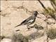 Lark Bunting (Calamospiza melanocorys) - Male