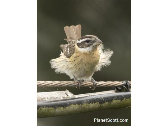 Black-headed Grosbeak (Pheucticus melanocephalus)