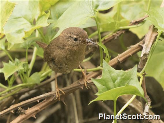 Pacific Wren (Troglodytes pacificus)