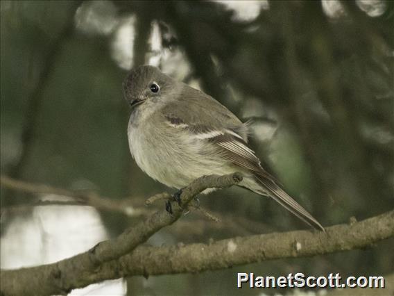 Hammond's Flycatcher (Empidonax hammondii)