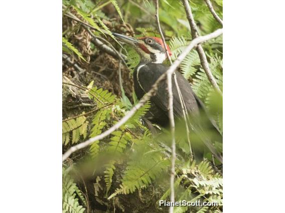 Pileated Woodpecker (Dryocopus pileatus)