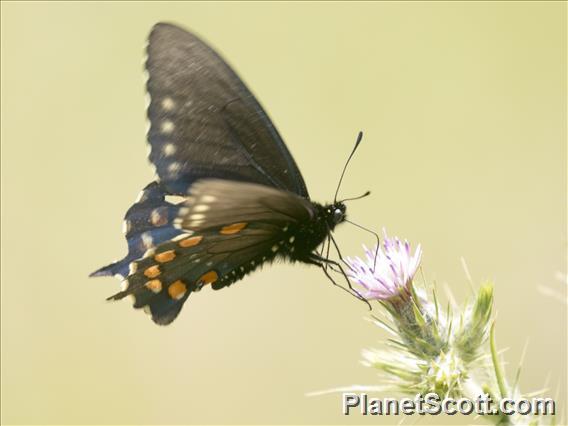 Pipevine Swallowtail (Battus philenor)