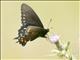 Pipevine Swallowtail (Battus philenor)