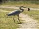 Great Blue Heron (Ardea herodias)