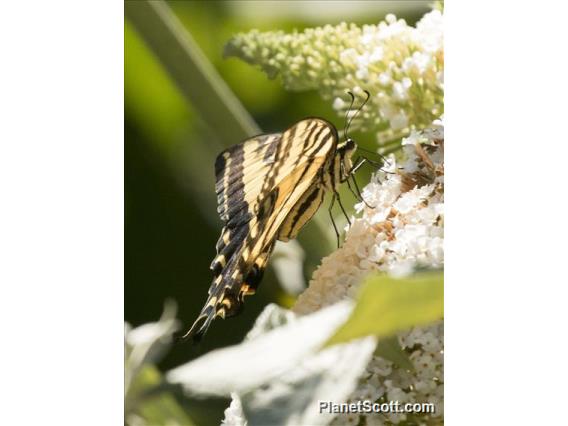 Two-tailed Swallowtail (Papilio multicaudata)