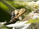 Two-tailed Swallowtail (Papilio multicaudata)