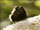 Mourning Cloak (Nymphalis antiopa)